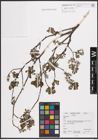 Foto von Salix cinerea L.